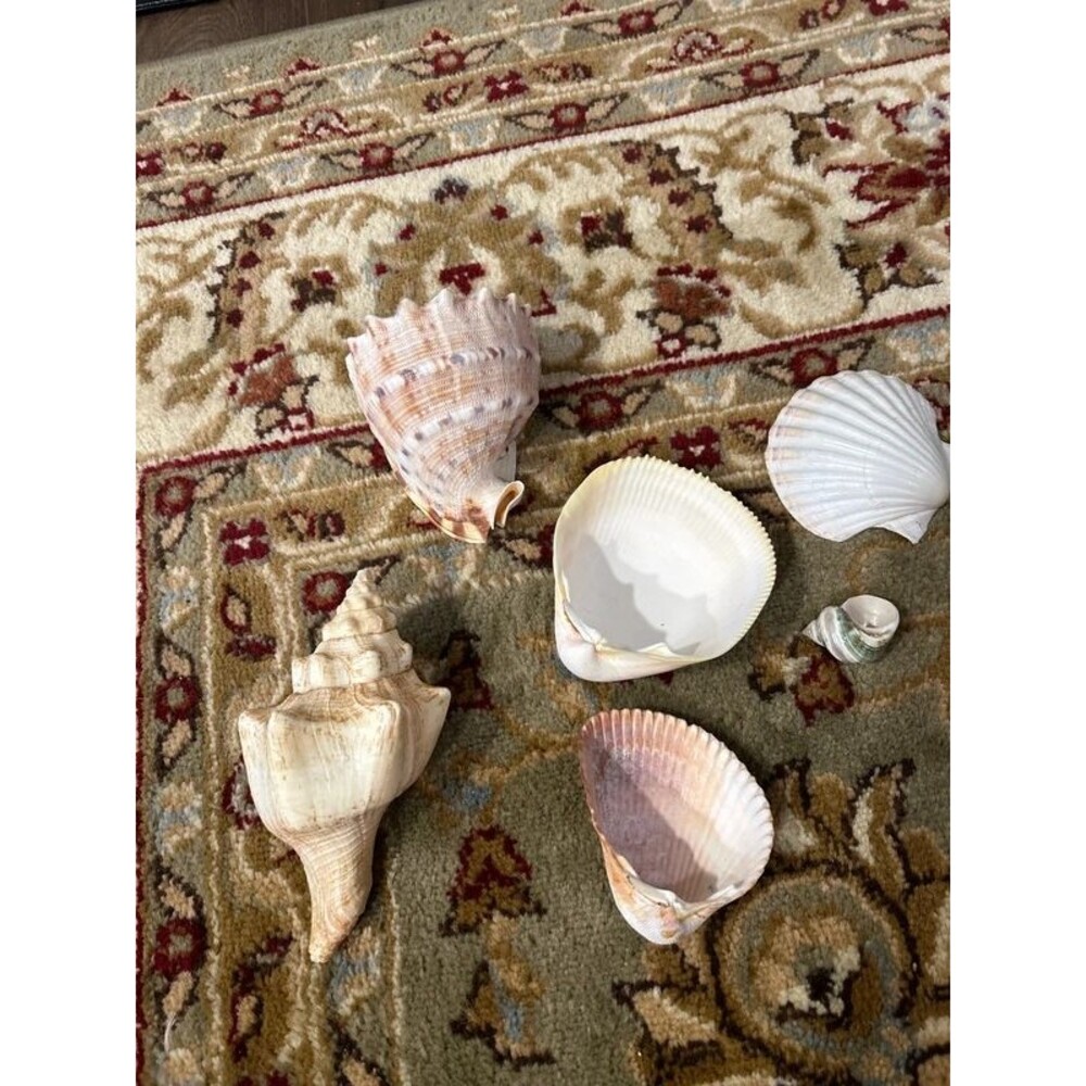Beach Shell Lot (7) includes Conches - Picture 4 of 8